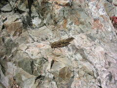 Trimerotropis verruculata