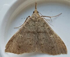 Renia discoloralis