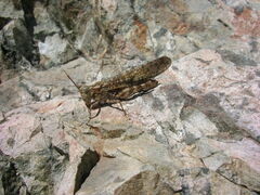 Trimerotropis verruculata