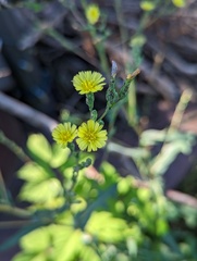Lactuca ludoviciana