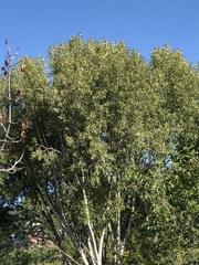 Populus angustifolia
