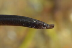 Nerophis lumbriciformis