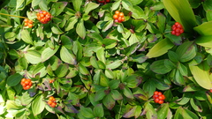 Cornus canadensis