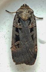 Pseudohermonassa bicarnea