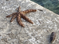 Coscinasterias tenuispina