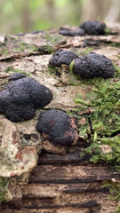 Hypoxylaceae
