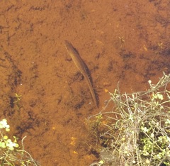 Pleurodelinae