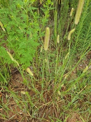 Setaria parviflora