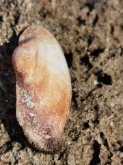 Barbatia barbata