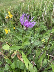 Centaurea jacea