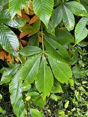 Aesculus flava