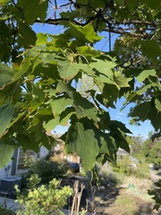 Acer platanoides
