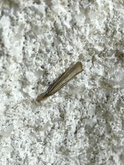 Agriphila vulgivagellus