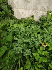 Hylotelephium maximum × spectabile