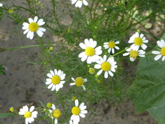 Matricaria