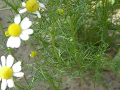 Matricaria