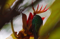 Chiranthodendron pentadactylon