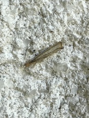 Agriphila vulgivagellus