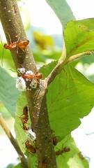 Camponotus castaneus