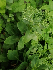 Hylotelephium maximum × spectabile