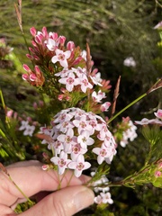 Erica fastigiata