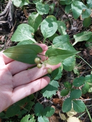 Maianthemum bifolium
