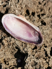 Barbatia barbata