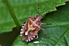 Dolycoris baccarum