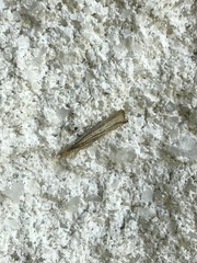 Agriphila vulgivagellus