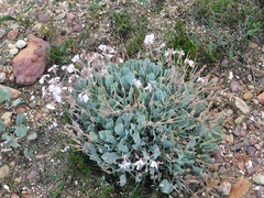 Pelargonium ovale