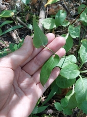 Maianthemum bifolium
