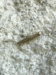Agriphila vulgivagellus