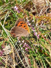 Lycaena phlaeas