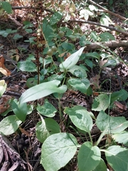 Maianthemum bifolium