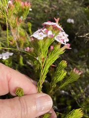 Erica fastigiata