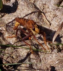 Asilus crabroniformis