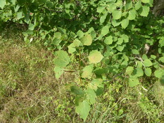 Populus tremula