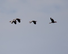 Dendrocygna autumnalis