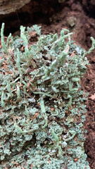 Cladonia coniocraea