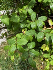 Lonicera morrowii