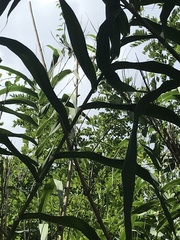 Arundo donax