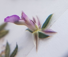 Muraltia serpylloides