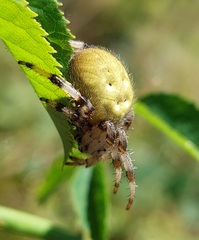 Araneus quadratus