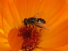 Eristalis nemorum