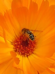 Eristalis nemorum
