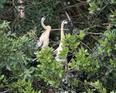Anhinga anhinga