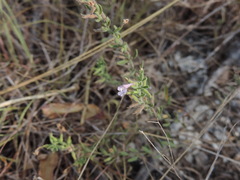 Hedeoma reverchonii