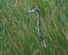 Egretta tricolor