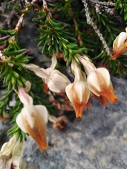 Erica calcareophila