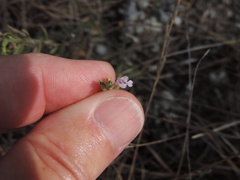 Hedeoma reverchonii